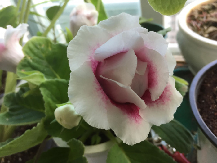 글록시니아 - Gloxinia, Sinningia speciosa