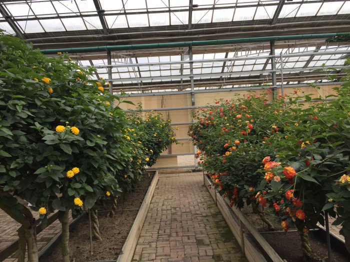 란타나 - Spanish Flag, West Indian Lantana, Lantana camara