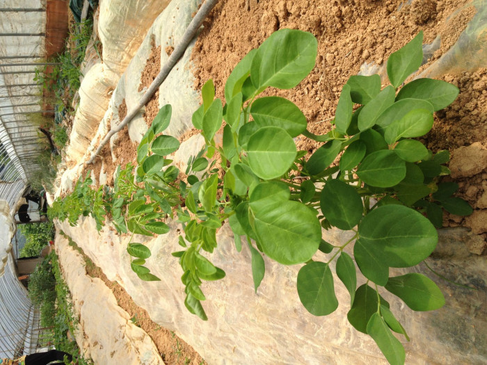 모링가 - Moringa, drumstick tree, Moringa oleifera