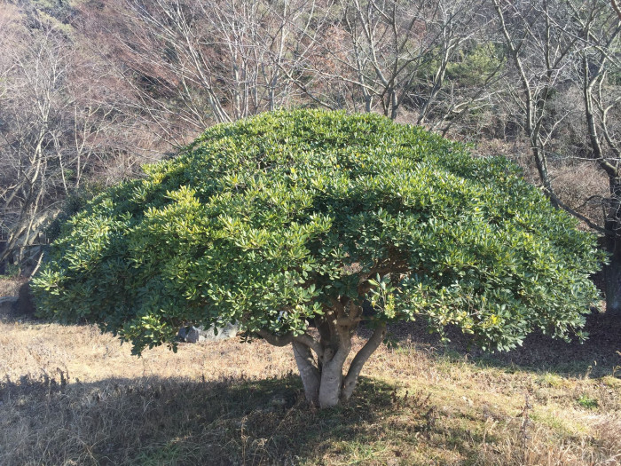 돈나무 - Pittosporum tobira (Thunb.) W.T.Aiton