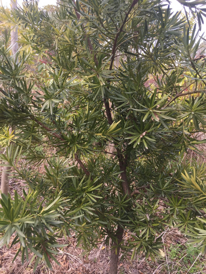 나한송 - Podocarpus macrophyllus (Thunb.) D.Don
