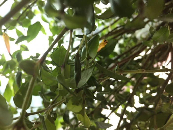 브라질리안 후크시아 - Brazilian fuchsia, Justicia rizzinii