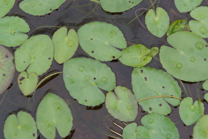 노랑어리연꽃 - Nymphoides peltata (J.G.Gmelin) Kuntze