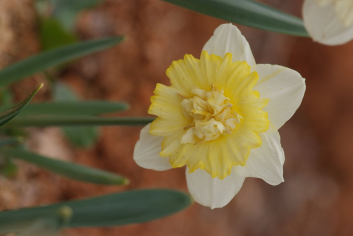 수선화 - daffodil, Narcissus tazetta var. chinensis