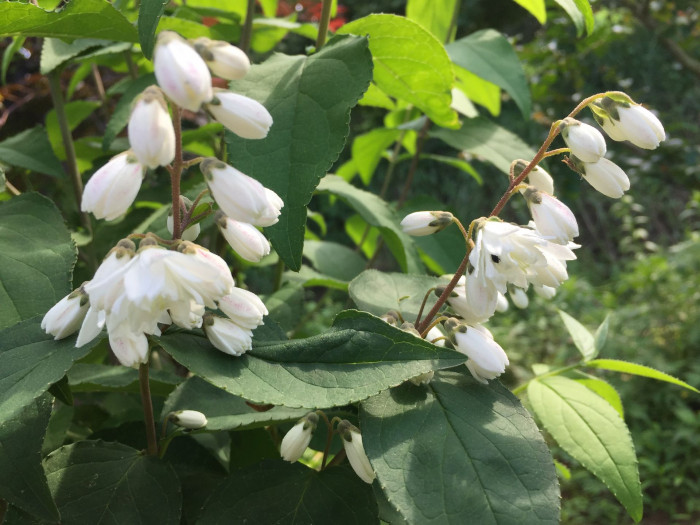만첩빈도리 - Deutzia crenata for. plena Schneid
