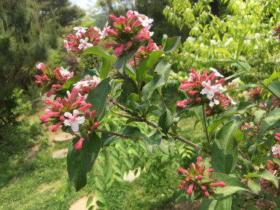 줄댕강나무 사진 - Abelia tyaihyoni Photos