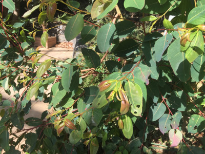 레몬유칼립투스 사진 - Corymbia citriodora Photos