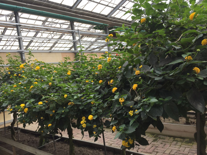 란타나 - Spanish Flag, West Indian Lantana, Lantana camara