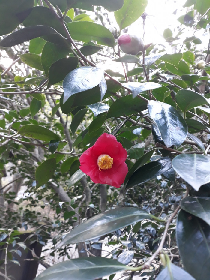 동백나무 - Camellia japonica L.