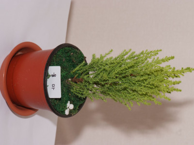 율마 사진 - Cupressus macrocarpa \'Goldcrest\' Photos