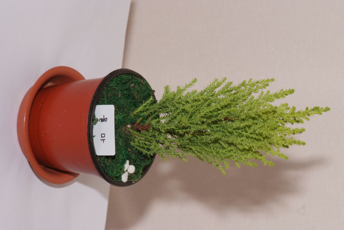 율마 - Goldcrest Monterey Cypress, Cupressus macrocarpa 