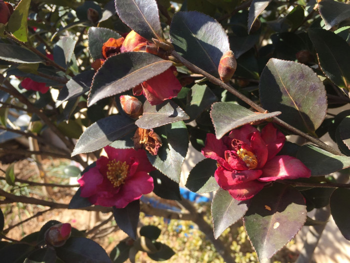 동백나무 - Camellia japonica L.