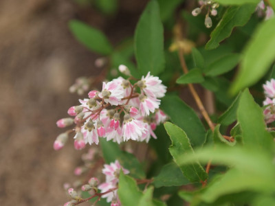 빈도리 사진 - Deutzia crenata Siebold & Zucc. Photos