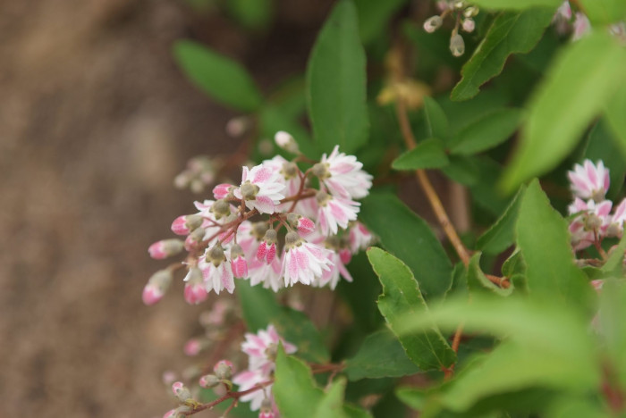 빈도리 - Deutzia crenata Siebold & Zucc.
