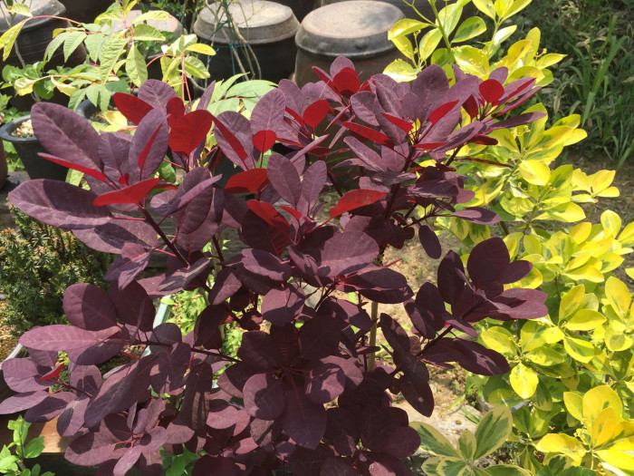 안개나무 - Smoke bush, Smoke tree, Cotinus coggygria L.