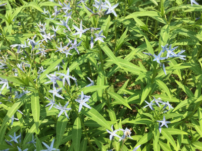 정향풀 사진 - Amsonia elliptica (Thunb.) Roem. & Schult. Photos