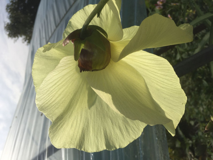 닥풀 - 과꽃, Hibiscus manihot L.