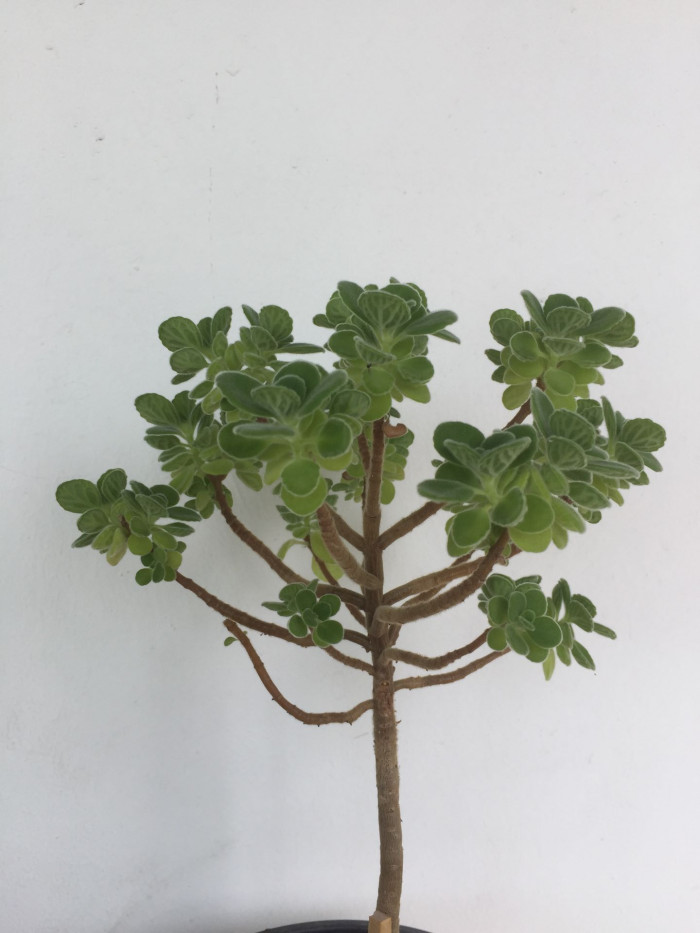 장미허브 - Vicks plant, Plectranthus tomentosa