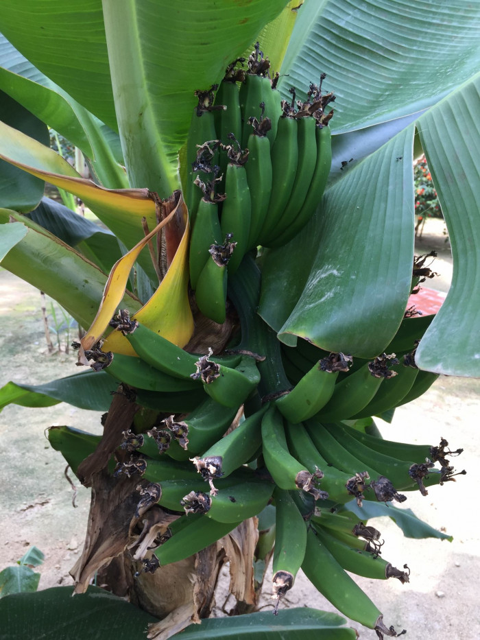 바나나나무 - Banana, Musa paradisiaca L.
