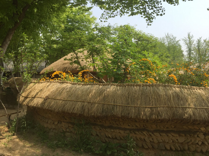 죽단화 - Kerria japonica for. pleniflora (Witte) Rehder