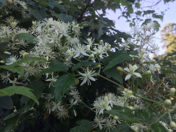 할미밀망 - Clmatis trichotoma