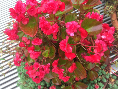 사철베고니아 사진 - Begonia semperflorens Link & Otto Photos
