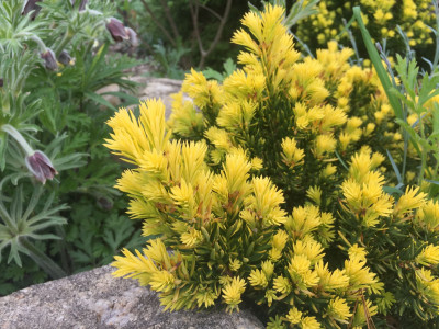 주목 사진 - Taxus cuspidata Siebold & Zucc. Photos