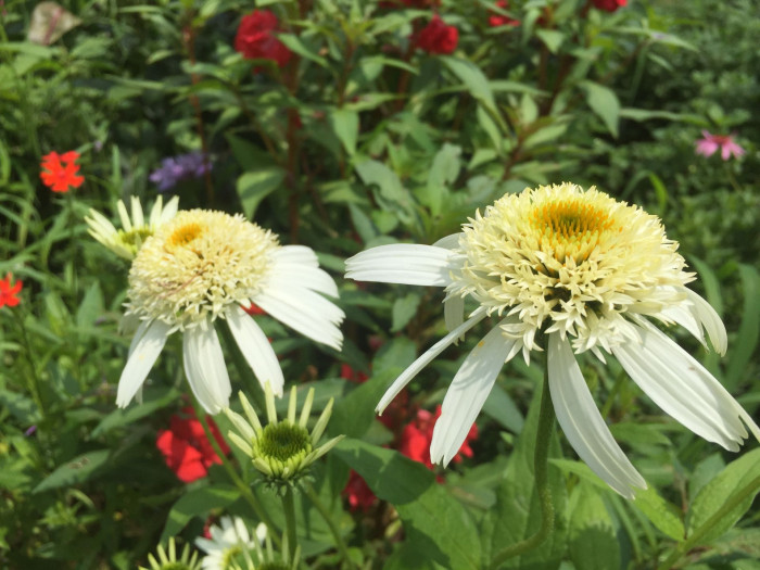 에키네시아 - eastern purple coneflower, hedgehog coneflower, purple coneflower, Echinacea purpurea