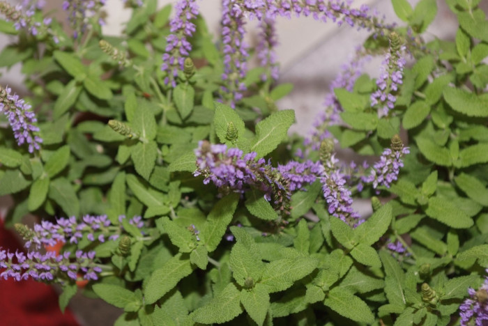 사루비아 - fire sage,, Salvia splendens Ker.