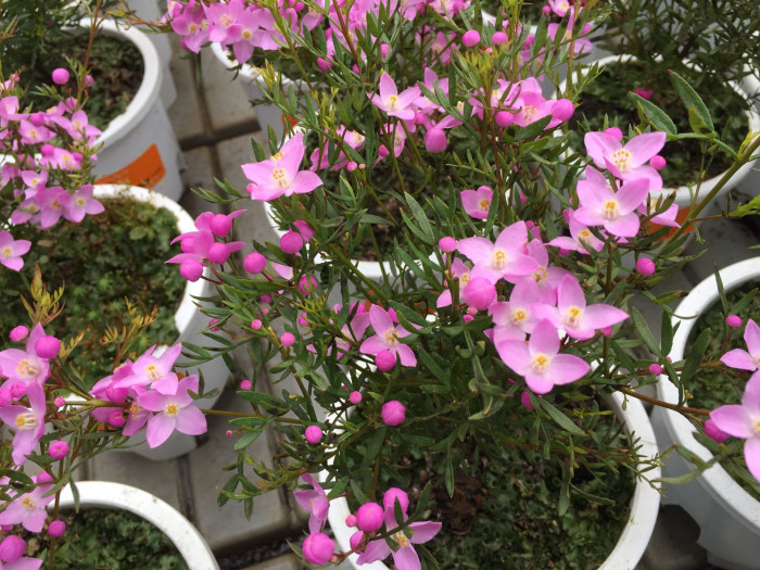보로니아 피나타 - Pinnata, Boronia pinnata