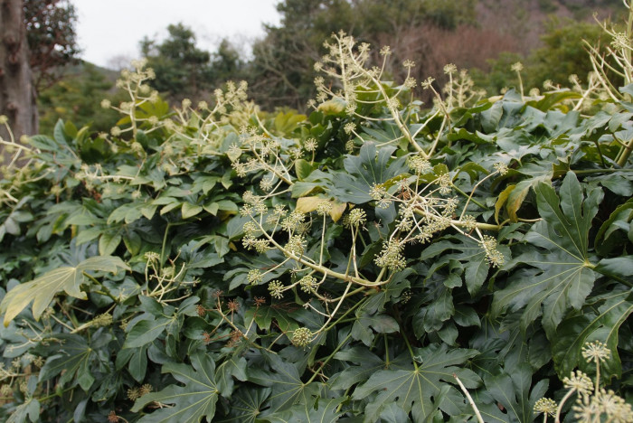 팔손이 - False aralia, Fatsia japonica (Thunb.) Decne. & Planch.