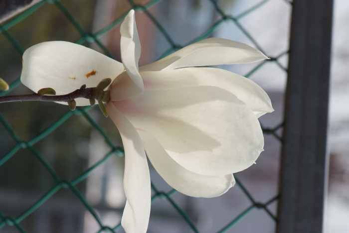 백목련 - treeinfo, Magnolia denudata Desr.