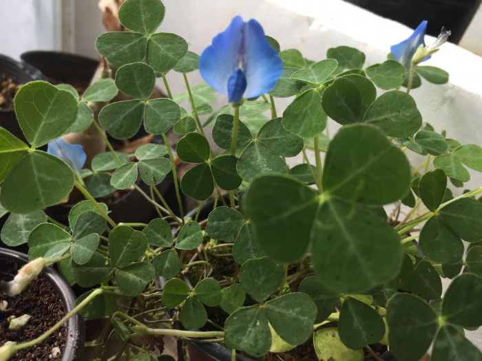 블루 옥살리스 - Blue Oxalis, Parochetus communis &#034;Blue Oxalis&#034;