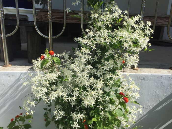 으아리 - Clematis mandshurica rupr