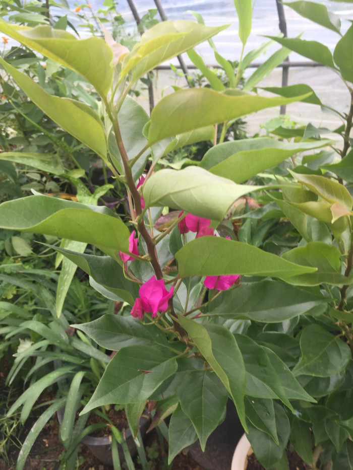 부겐베리아 - paper flower, Bougainvillea glabra