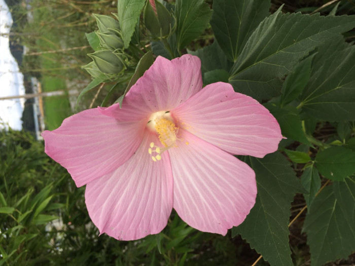 부용 - Hibiscus mutabilis