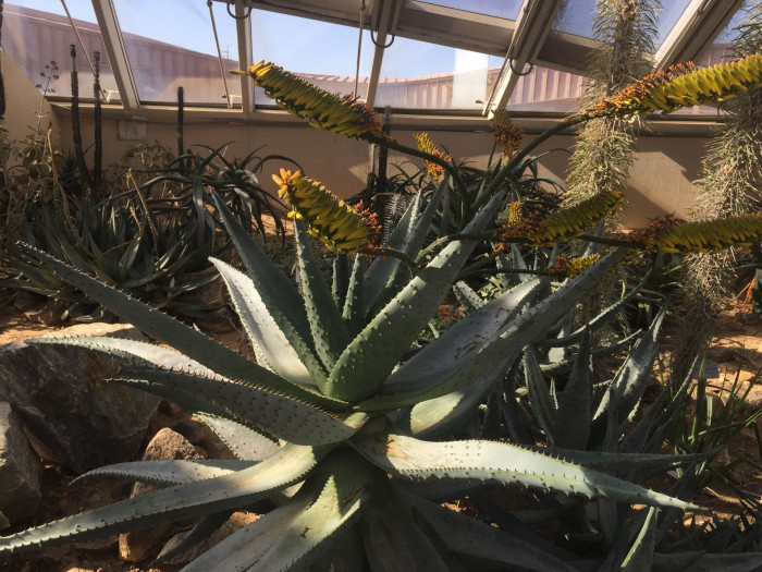 알로에 마를로티이 - mountain aloe, flat-flowered aloe, Aloe marlothii A. Berger