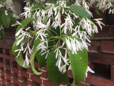 이팝나무 사진 - Chionanthus retusus Lindl. & Paxton Photos