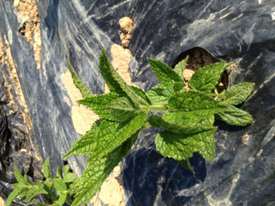 초석잠 사진 - Stachys sieboldii Miq. Photos