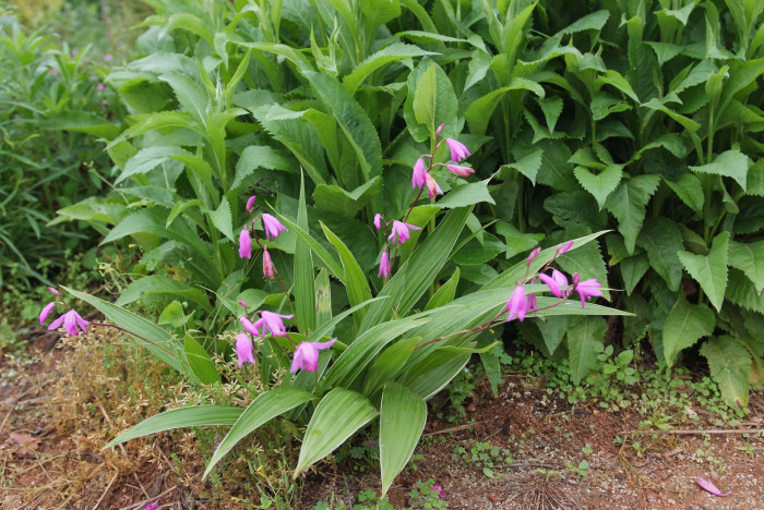 자란 - Bletilla striata (Thunb. ex Murray) Rchb.f.