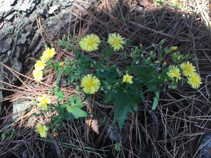 고들빼기 - Crepidiastrum sonchifolium (Bunge) Pak & Kawano