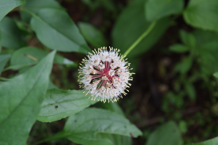 산마늘 - Allium victorialis var. platyphyllum