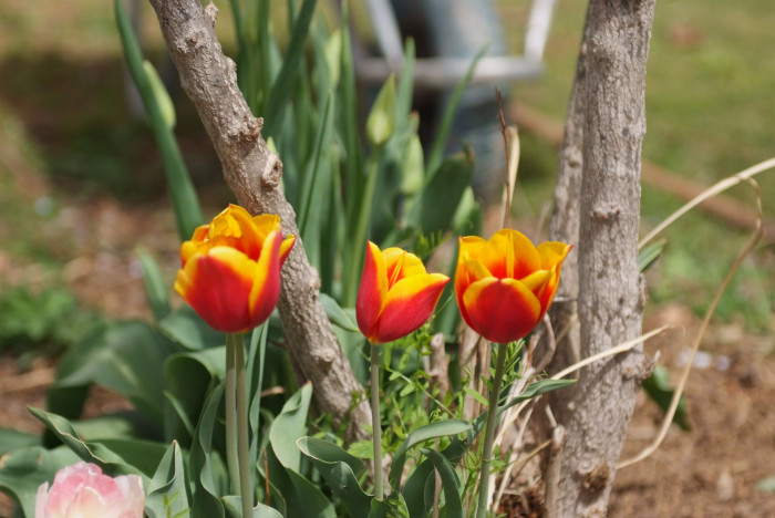 튤립 - Tulip, Tulipa gesneriana