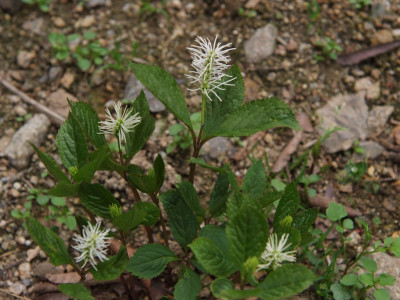 홀아비꽃대 사진 - Chloranthus japonicus Photos