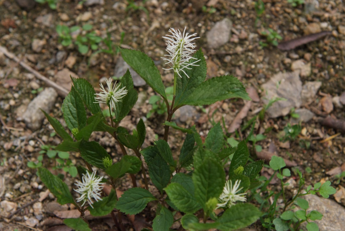 홀아비꽃대 - Chloranthus japonicus