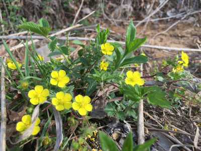 양지꽃 사진 - Potentilla fragarioides var. major Maxim. Photos