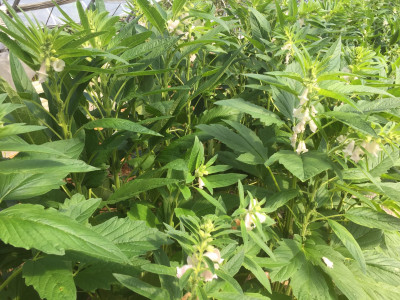 참깨 사진 - Sesamum indicum L. Photos