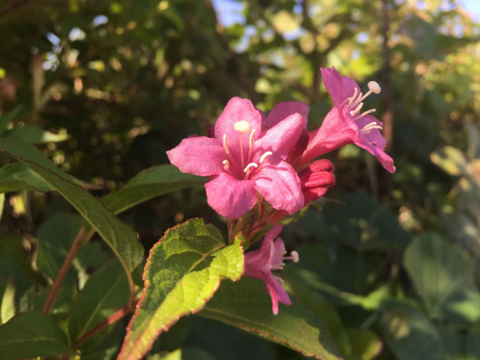 붉은병꽃나무 - Weigela florida (Bunge) A. DC.