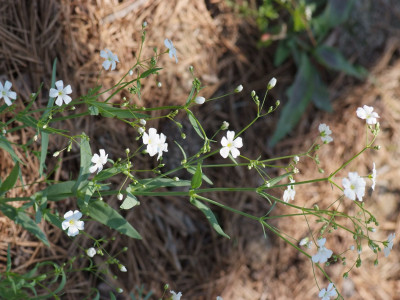 사포나리아 사진 - Saponaia vaccaria Photos