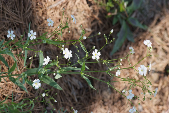 사포나리아 - Soapwort, Saponaia vaccaria